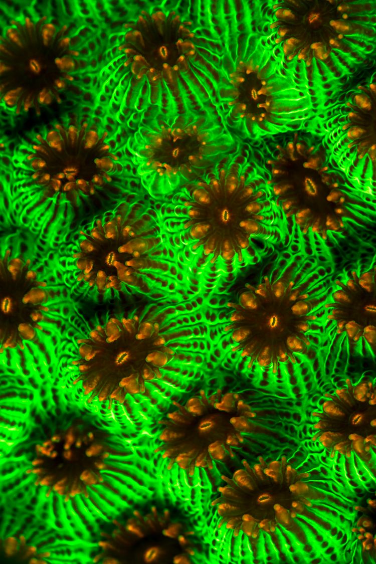 Underwater reef at Turks and Caicos Islands