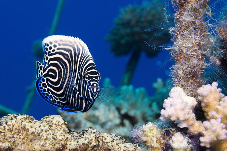 Underwater photograph at Blue Corner