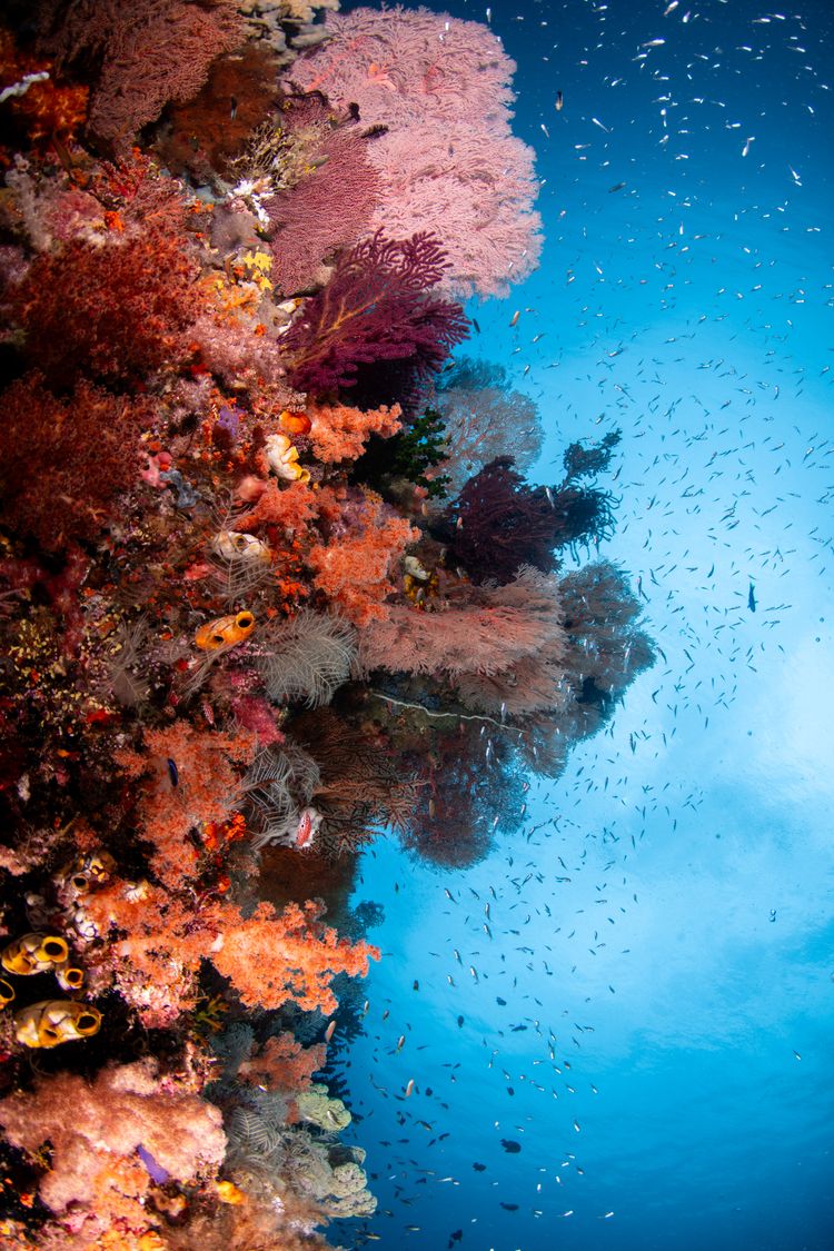 Underwater photograph at Florida Keys