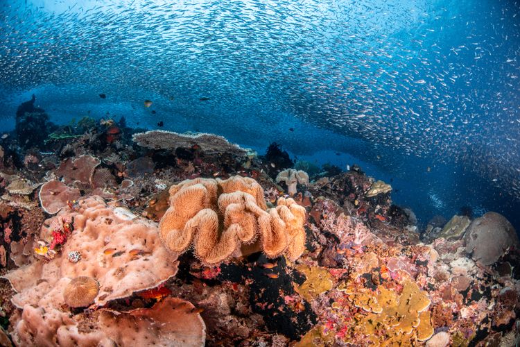 Underwater reef at Gili Islands