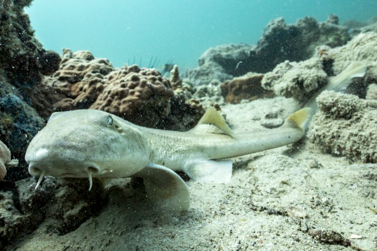 Underwater at Al Wajh Bank