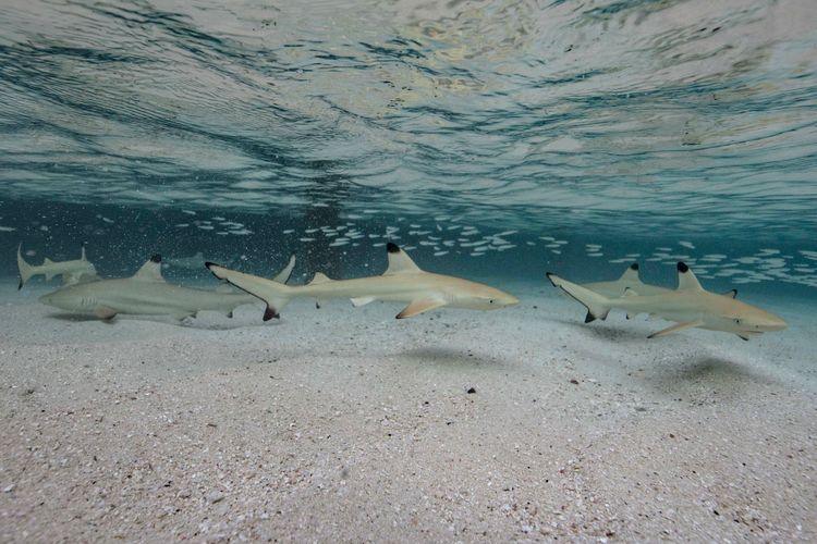 Underwater at Mnemba South Wall