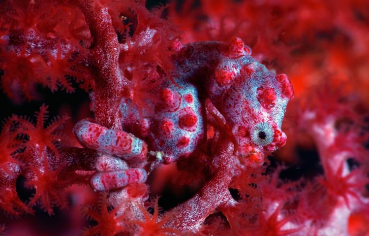 Underwater reef at Lembeh Strait