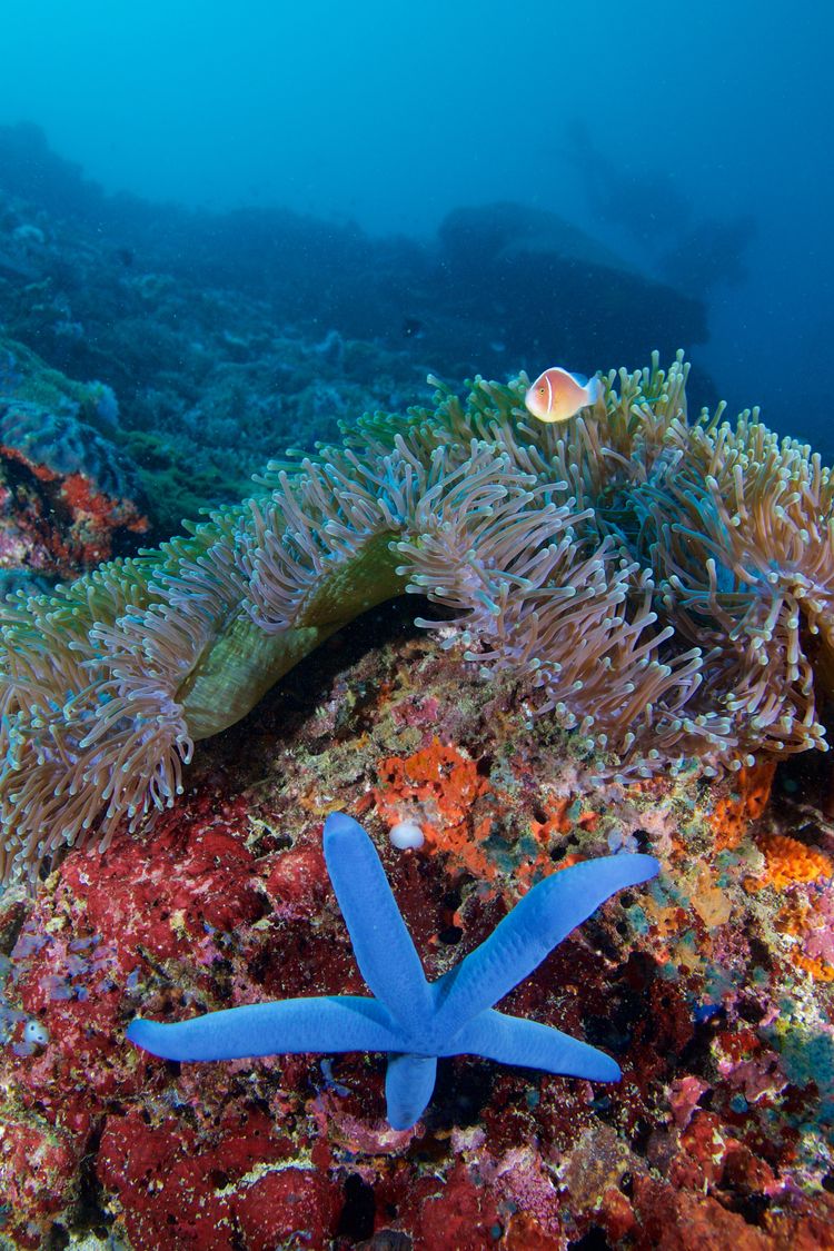 Coral Garden Puerto Galera