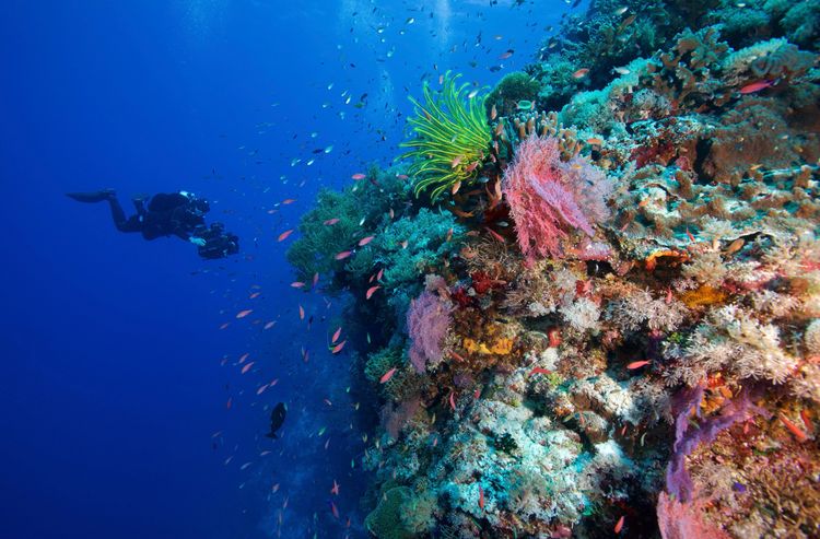 Underwater photograph at Tubbataha Reefs