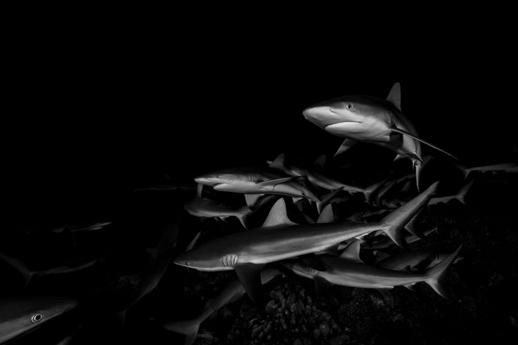 Underwater photograph at Tiputa Pass