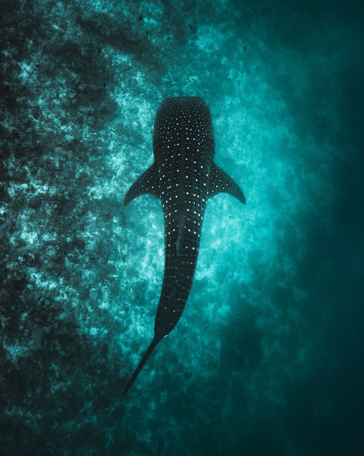 Underwater photograph at Bunaken