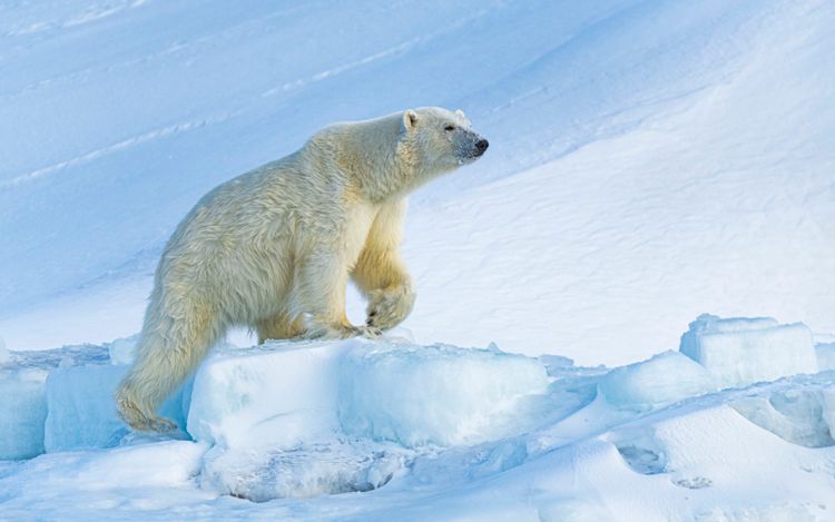Polar bear, Svalbard, Norway