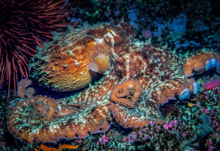 Yabiji Reef