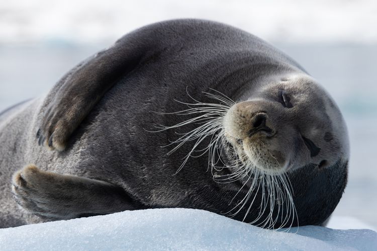 Bearded Seal, Svalbard