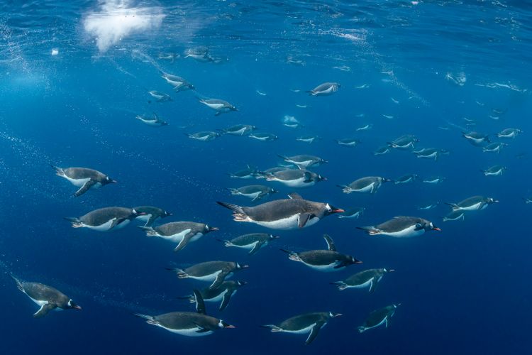 Gentoo penguins under the surface, Antarctic Peninsula