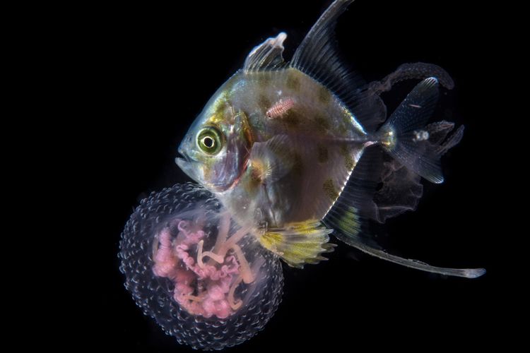 Underwater photograph at Malapascua