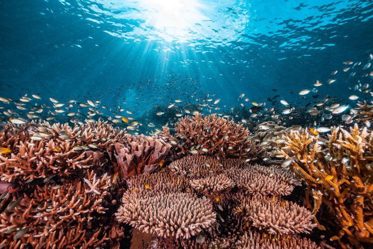 Underwater photograph at Raja Ampat