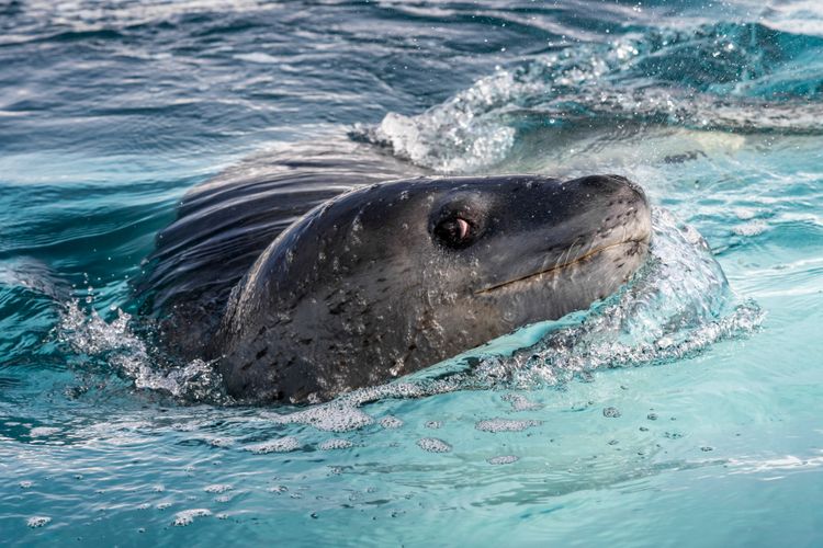 Leopard seal, Weddell Sea, Antarctica
