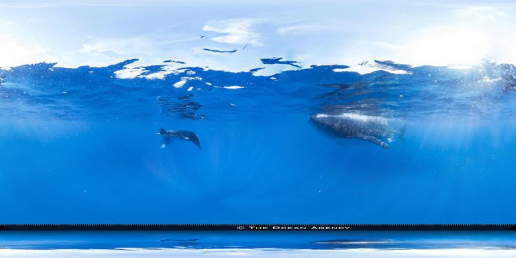 El Bajo Seamount