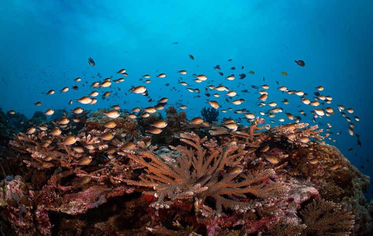 Coral Garden Vavau