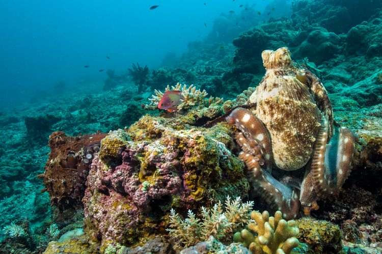 Underwater at Dibba Rock