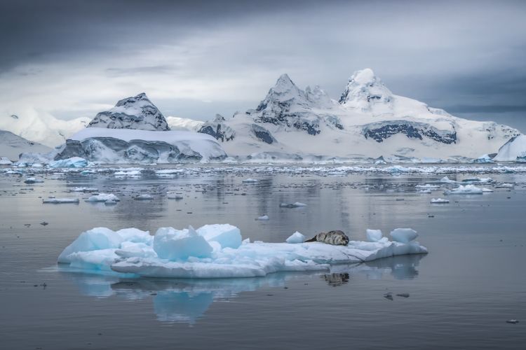 Leopard seal, Antarctica