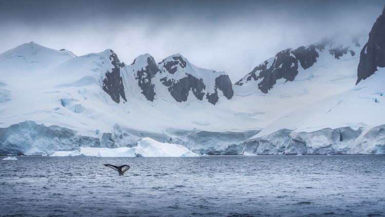 Whale tail, Primavera Base, Antarctica